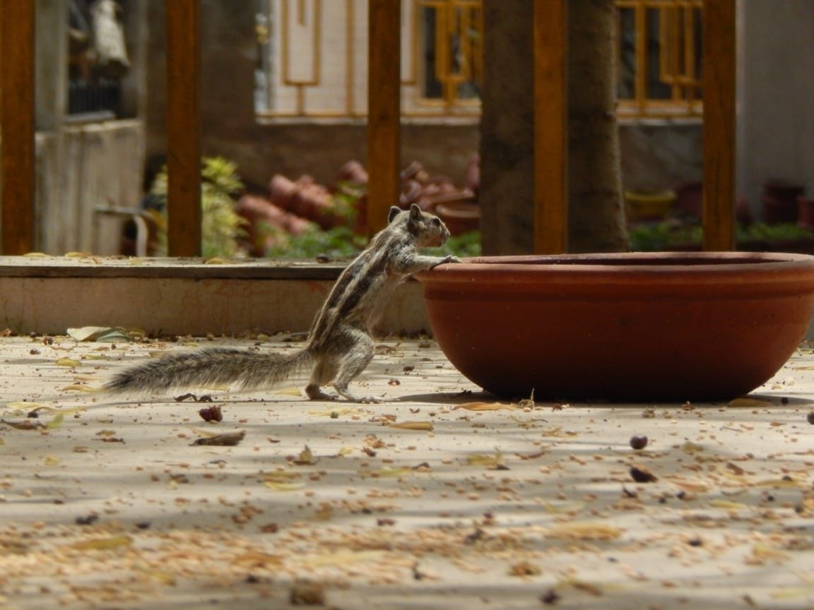 Rewari scorched on Saturday, mercury reached 46 degrees