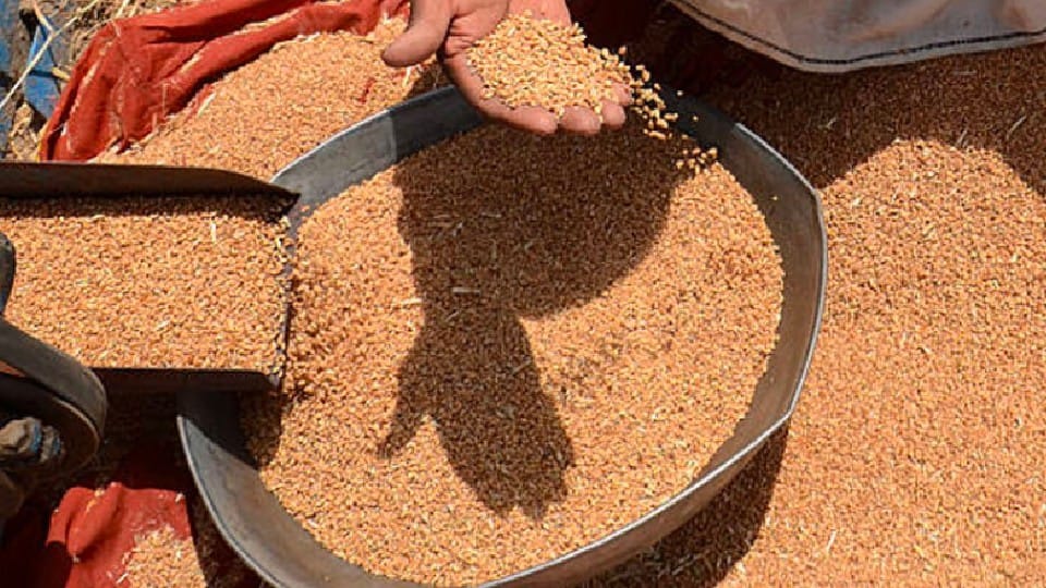 150 sacks of wheat counted less from warehouse of HAFED in Ambala