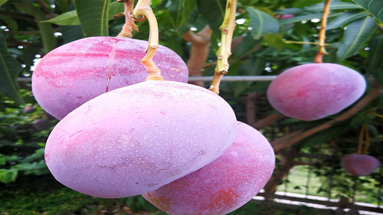 world most expensive miyazaki mango one mango price twenty one thousand