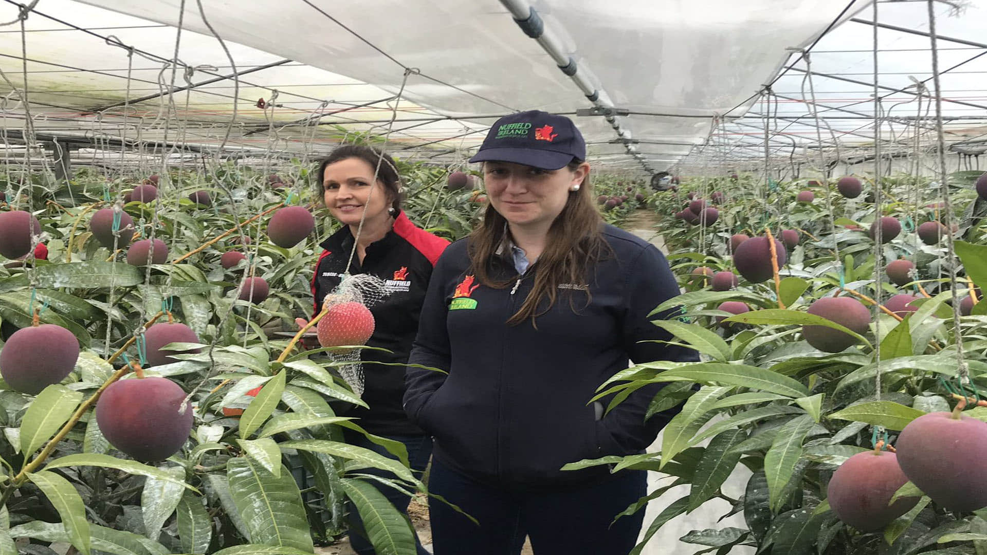 world most expensive miyazaki mango one mango price twenty one thousand