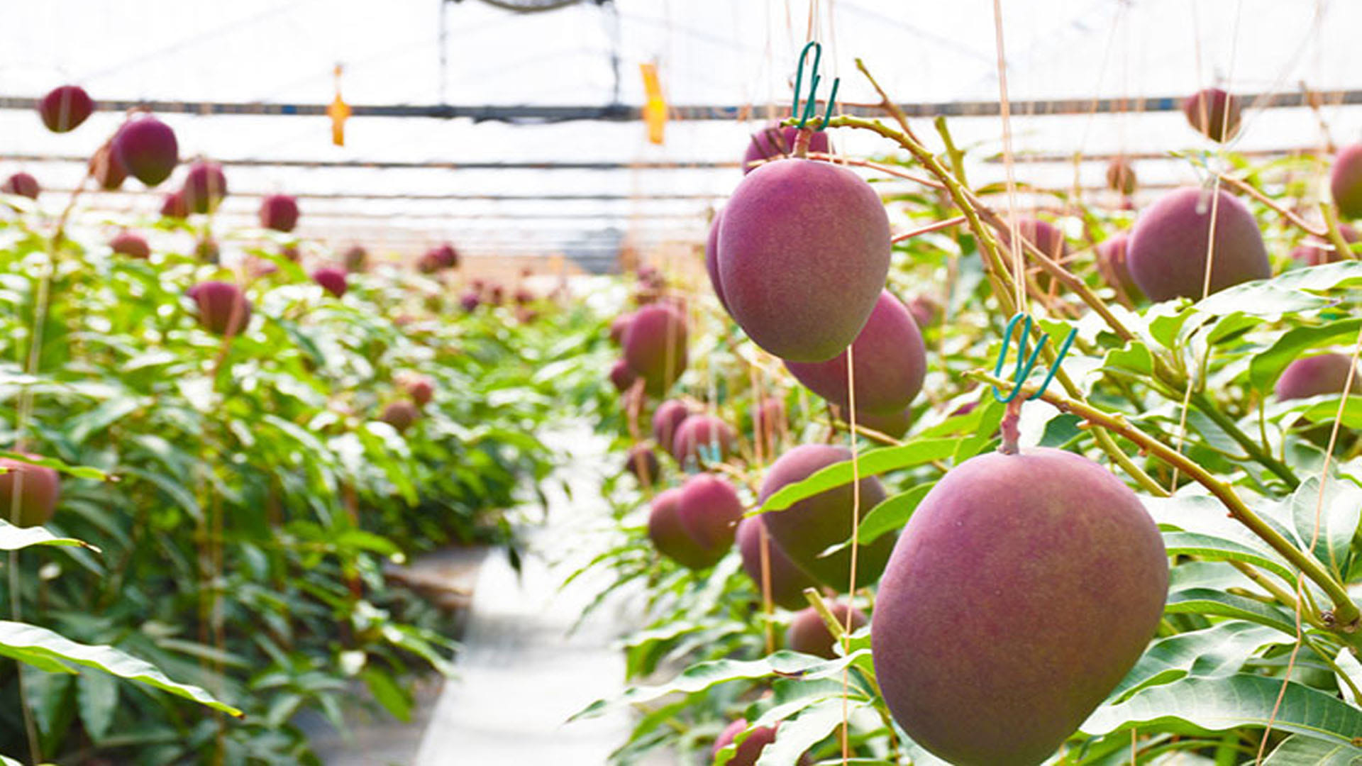 Varieties of Mangoes in India: Aam Ke Prakar Hindi Mein, Hapus, Dasheri to Kesar Aam List In Hindi