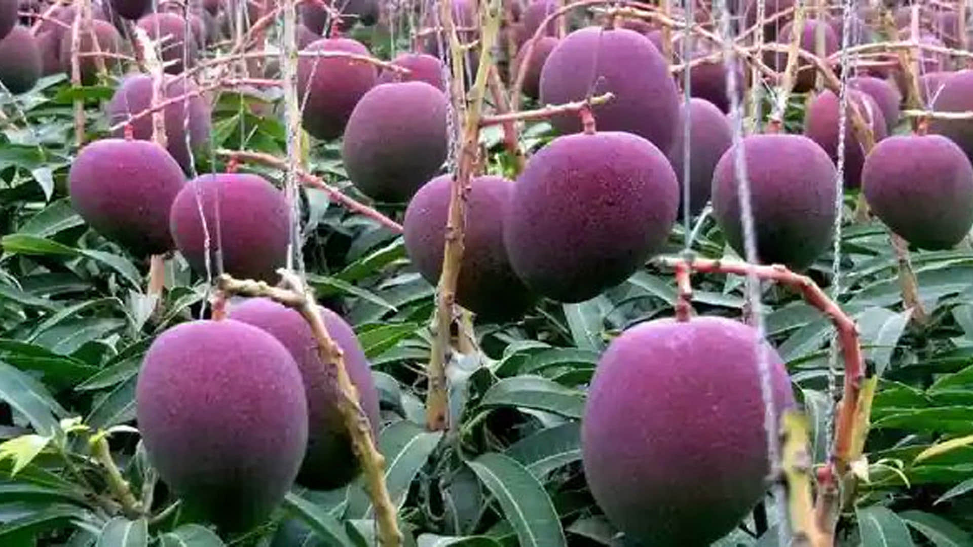 world most expensive miyazaki mango one mango price twenty one thousand