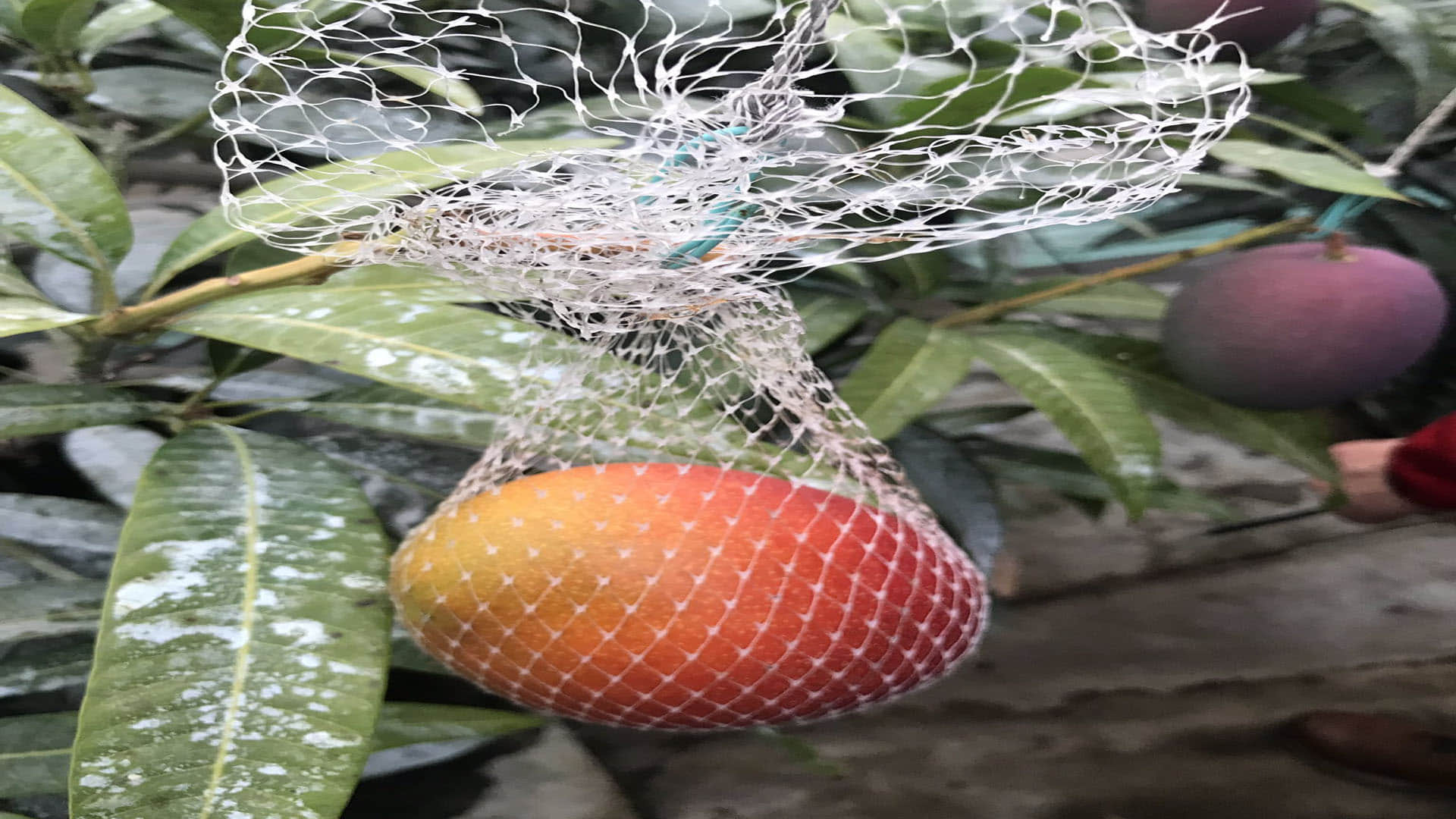 world most expensive miyazaki mango one mango price twenty one thousand