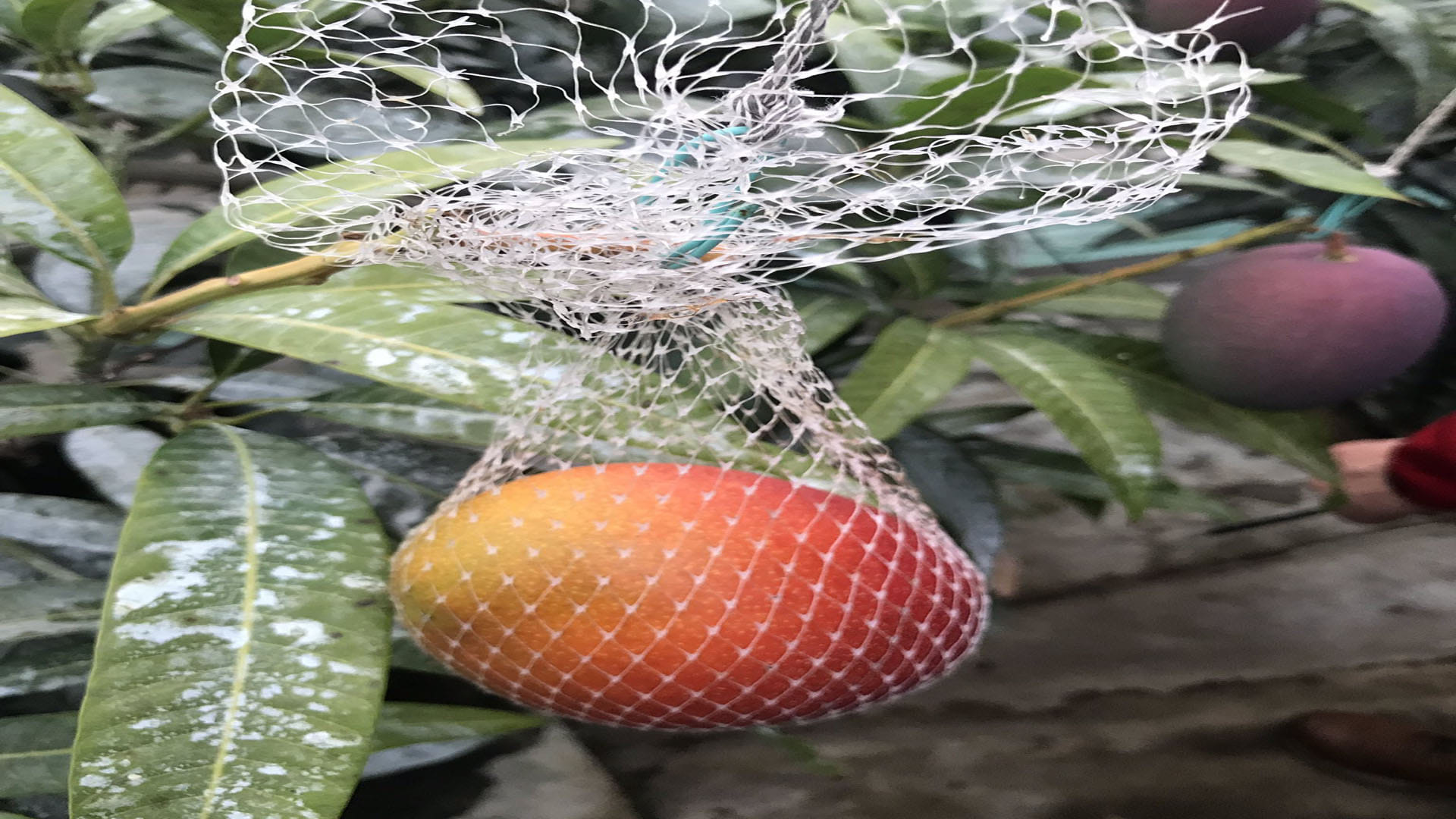 world most expensive miyazaki mango one mango price twenty one thousand