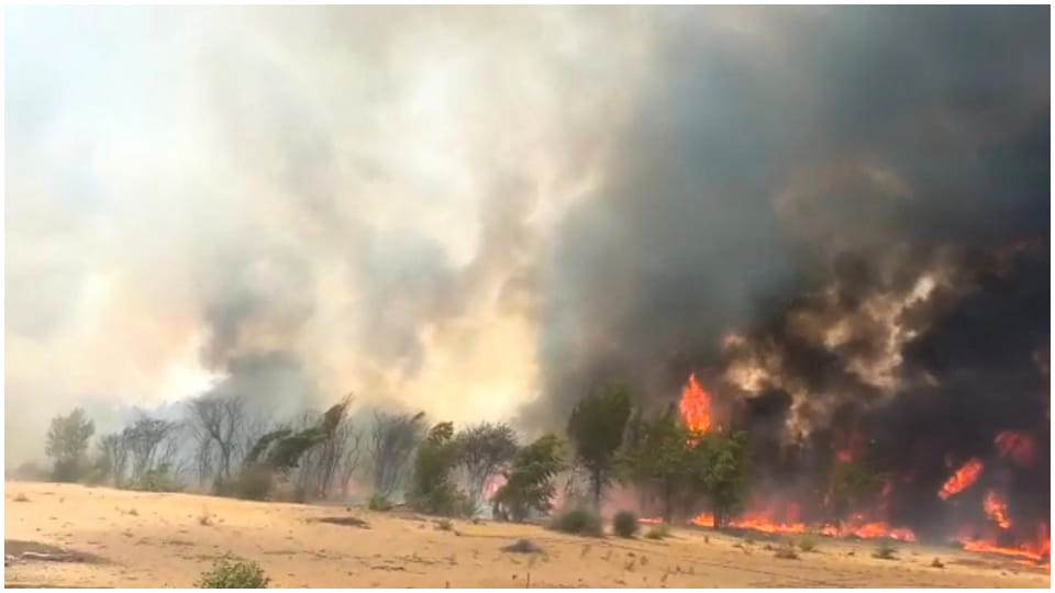 Fire in Bikaner thousands of trees burnt