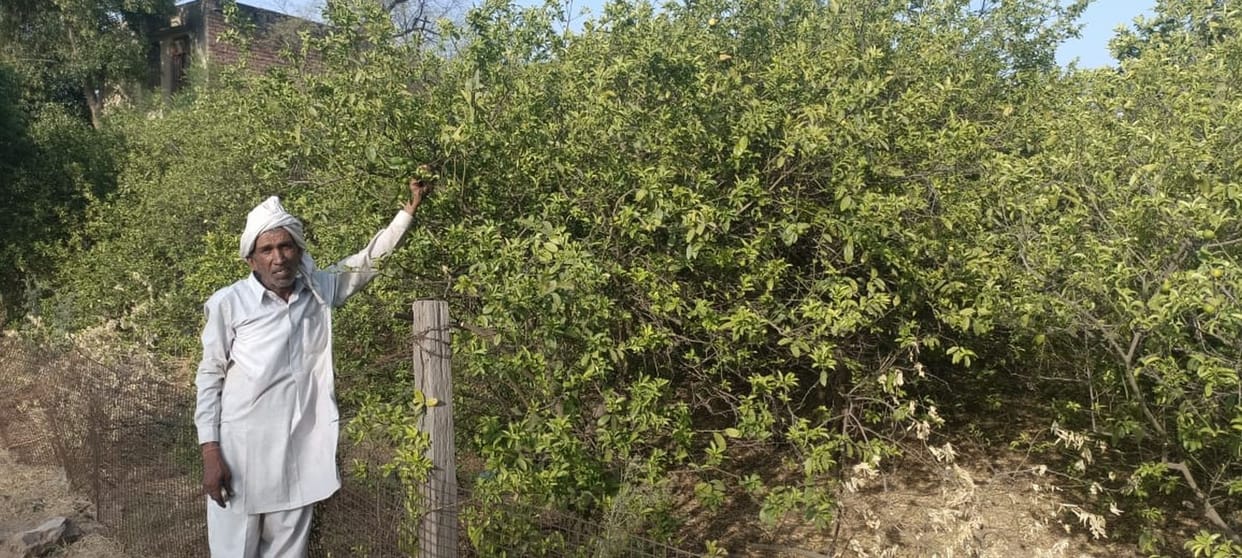 Farmer Ramesh, who has been making huge profits from the good production of paper lemons for nine years
