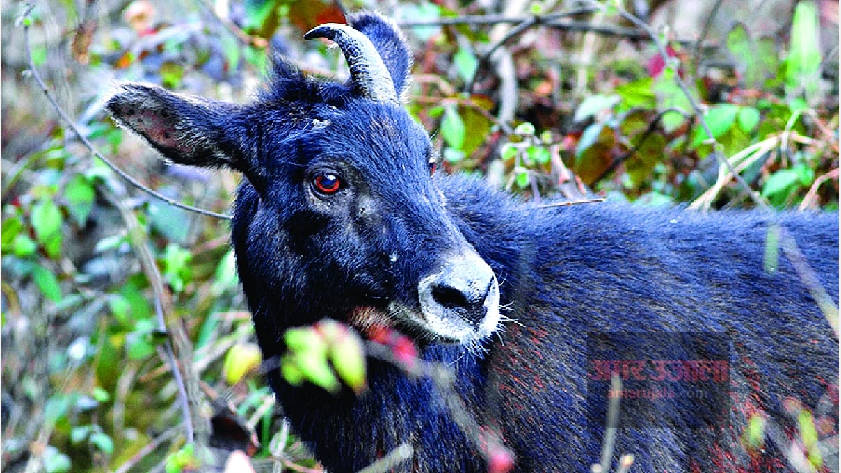 first time Rare Himalayan serow seen in the sanctuary bani kathua