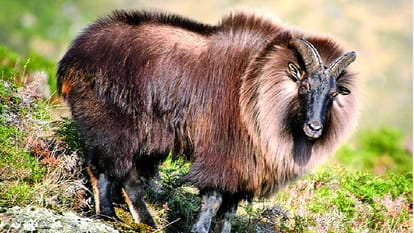 first time Rare Himalayan serow seen in the sanctuary bani kathua