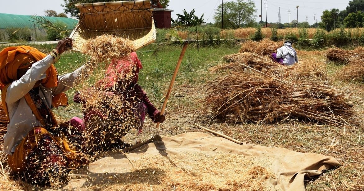 India bans export of wheat,  Big effect on businessmen in Kanpur, loss of five crores to traders