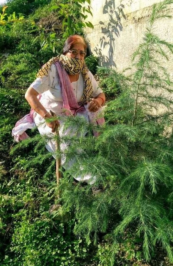 mandi news, himachal news, environment mandi krishna thakur