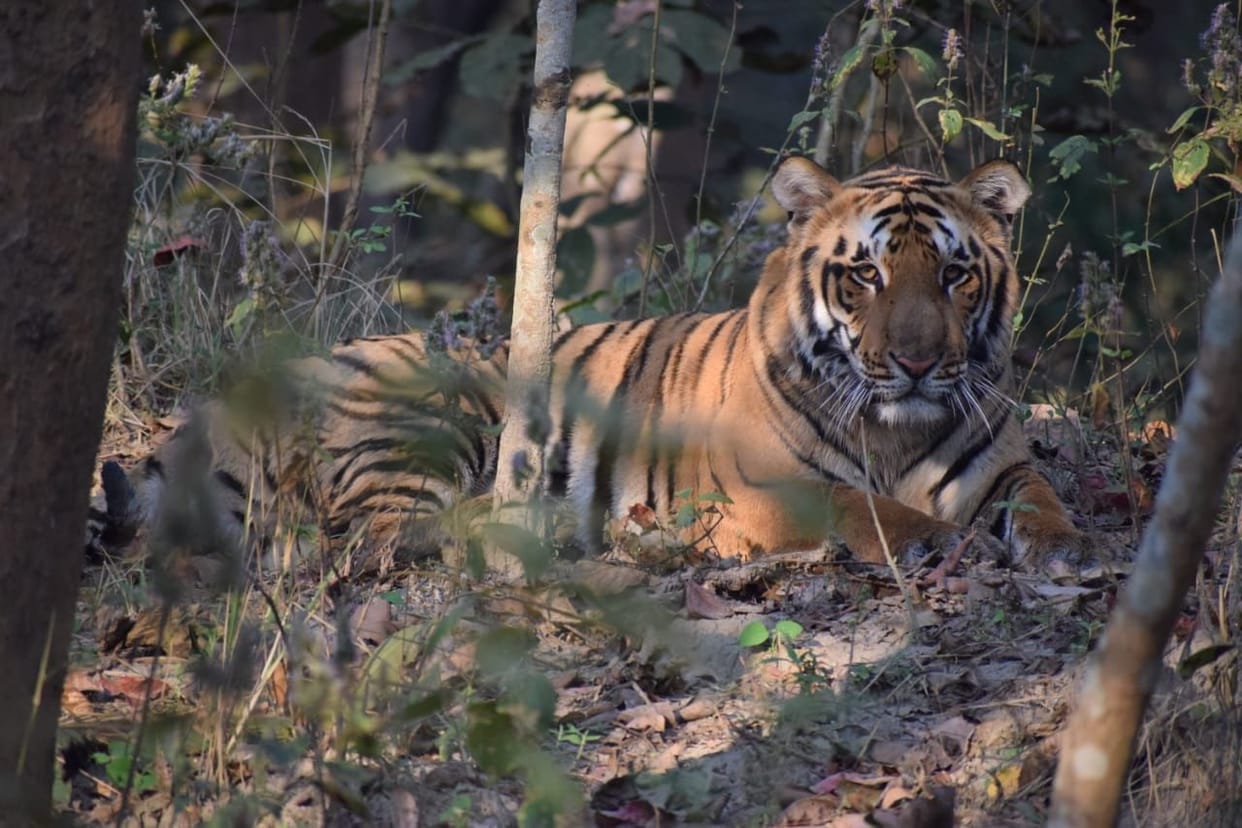 Challenges faced by shrinking forest and growing tigers