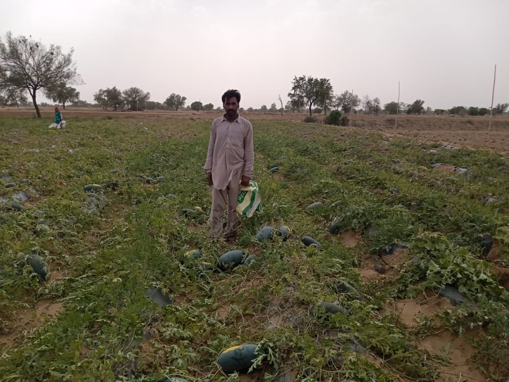 Watermelon cultivation started taking inspiration from the farmer of neighboring village, earning lakhs of rupees