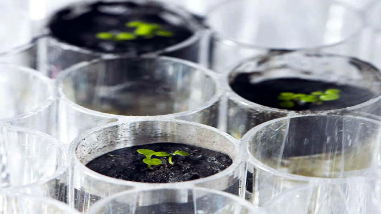 Plant On Moon Scientists successfully grow plants in moon soil for first time