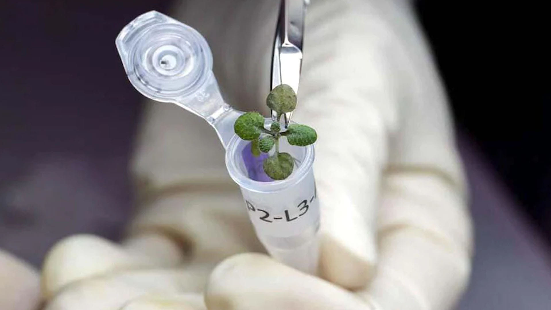 Plant On Moon Scientists successfully grow plants in moon soil for first time