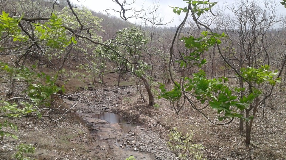 dewas news: hunters are also active in the forests of dewas district, last year the forest guard was killed, increased surveillance around water sources