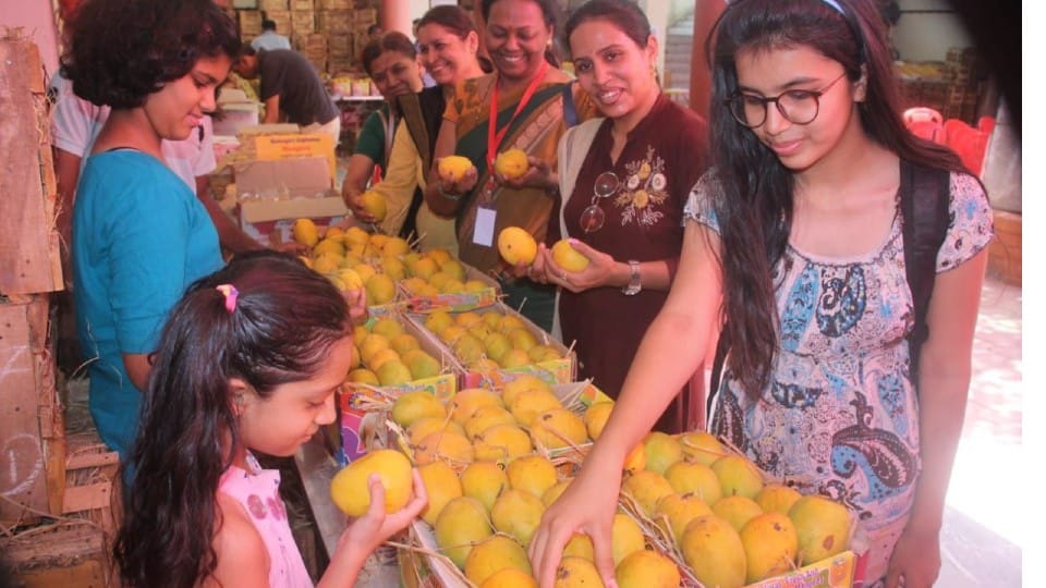 Indore mango jatra: 125 tonnes of mangoes worth more than three crores were sold, the price ranged from three hundred to 1300 rupees a dozen, Hapus Swargabooti remained the favorite