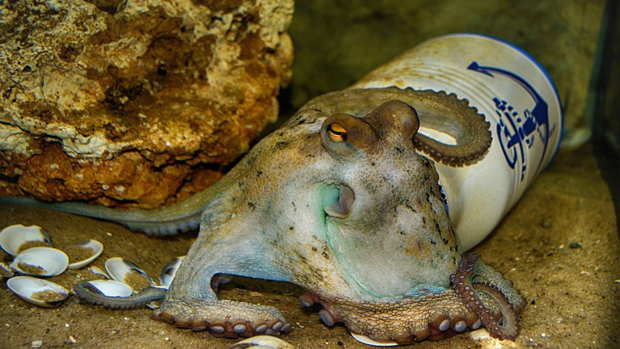 Mysterious Creature octopuses That Self destroy themselves after mating News In Hindi