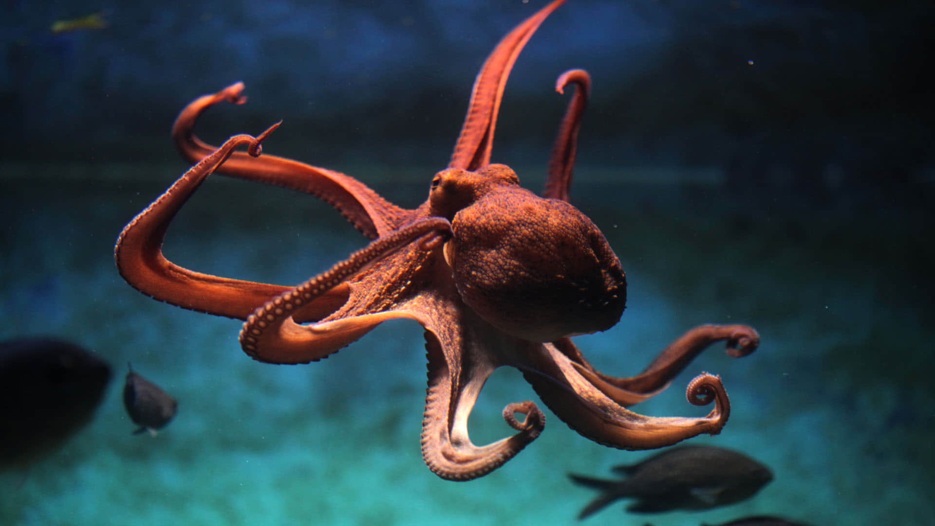 Mysterious Creature octopuses That Self destroy themselves after mating News In Hindi