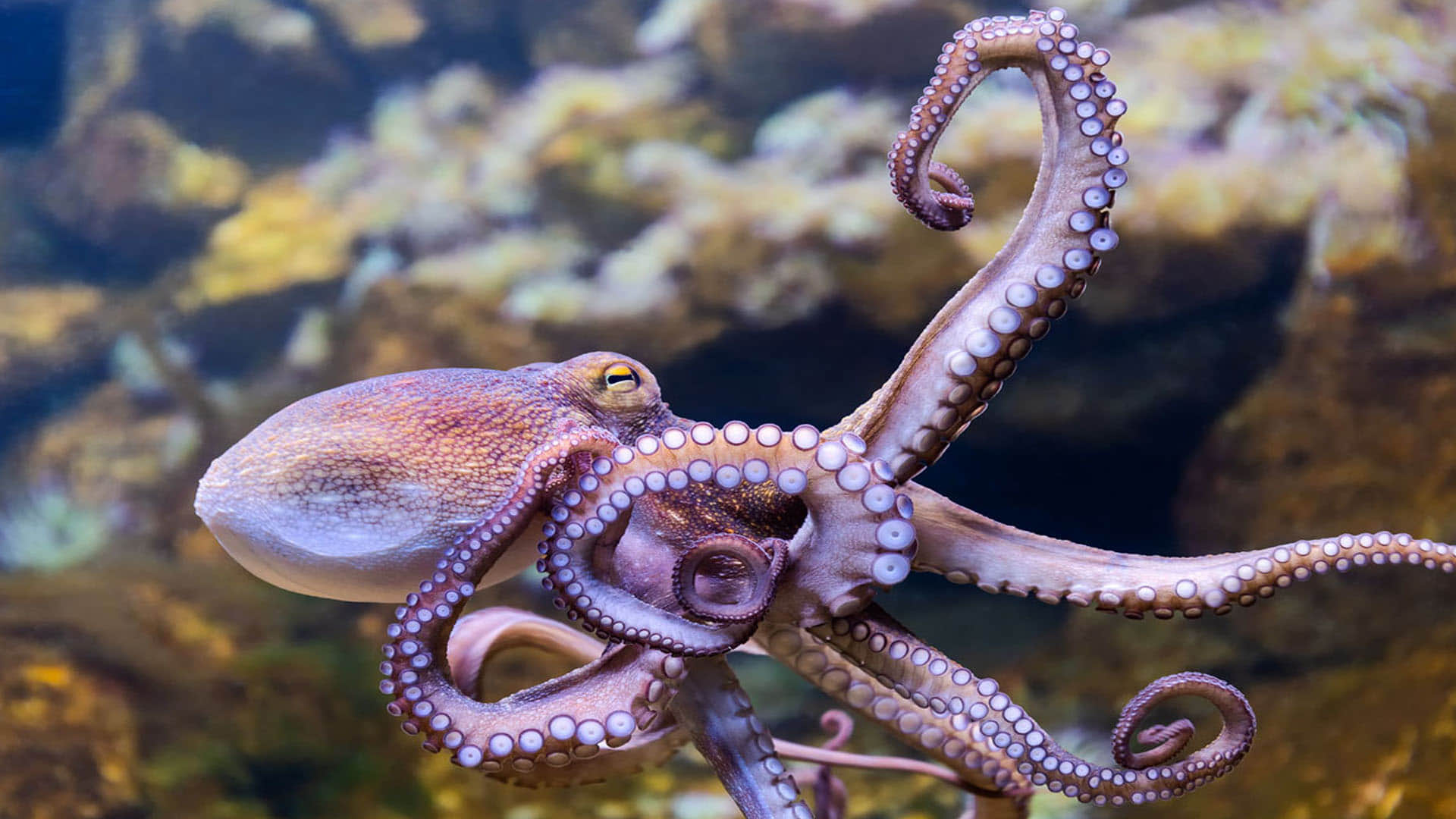 Mysterious Creature octopuses That Self destroy themselves after mating News In Hindi