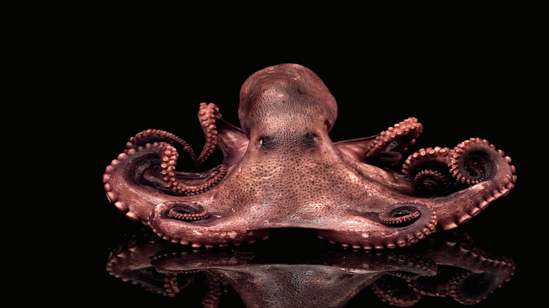 Mysterious Creature octopuses That Self destroy themselves after mating News In Hindi