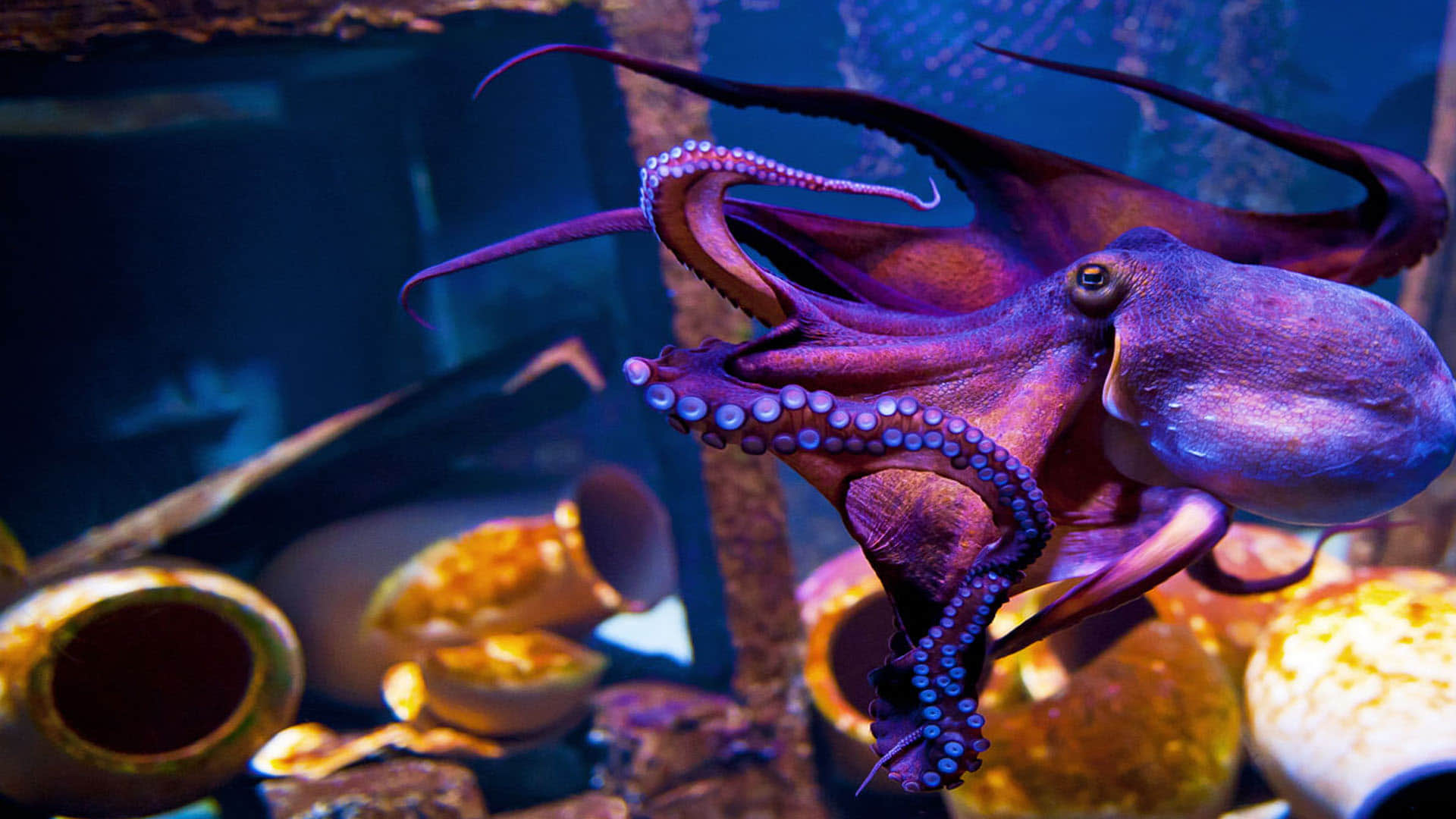 Mysterious Creature octopuses That Self destroy themselves after mating News In Hindi