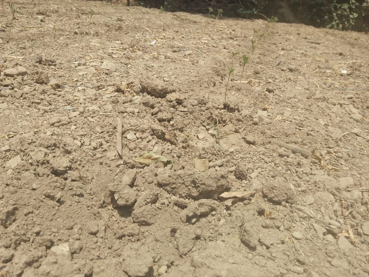 Tomato crop damaged due to collar rot disease