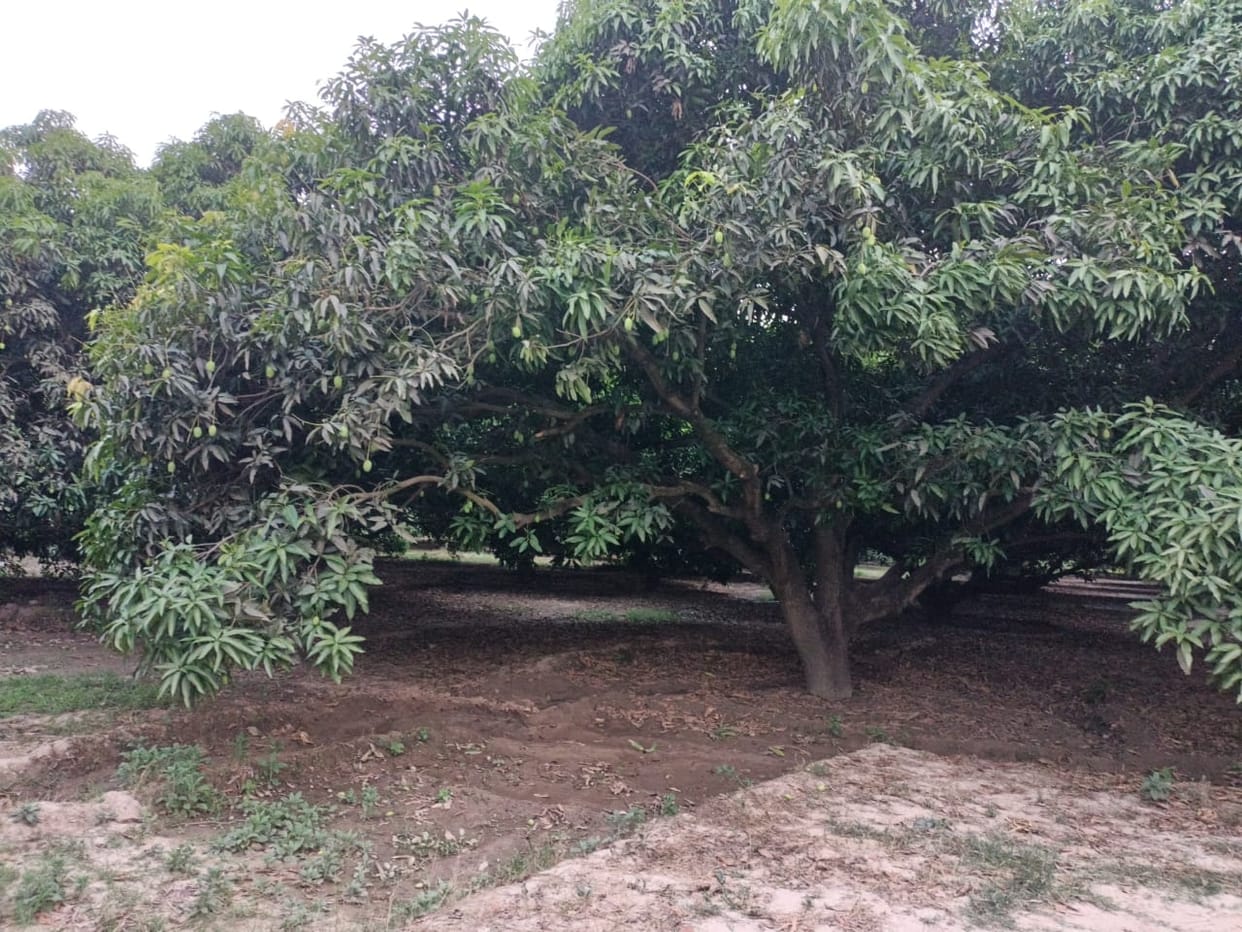 Mango production likely to be reduced by 30 percent