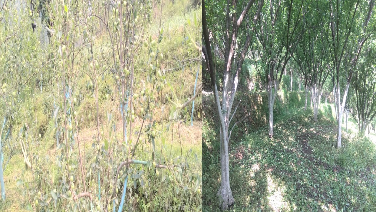 Hailstorm and thunderstorm destroyed Crores of cash crops in Himachal's Rampur and Sirmaur