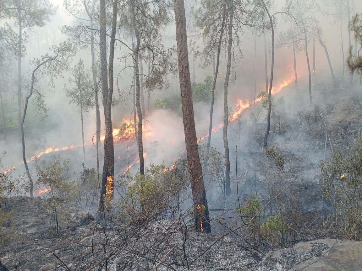 fire in forest