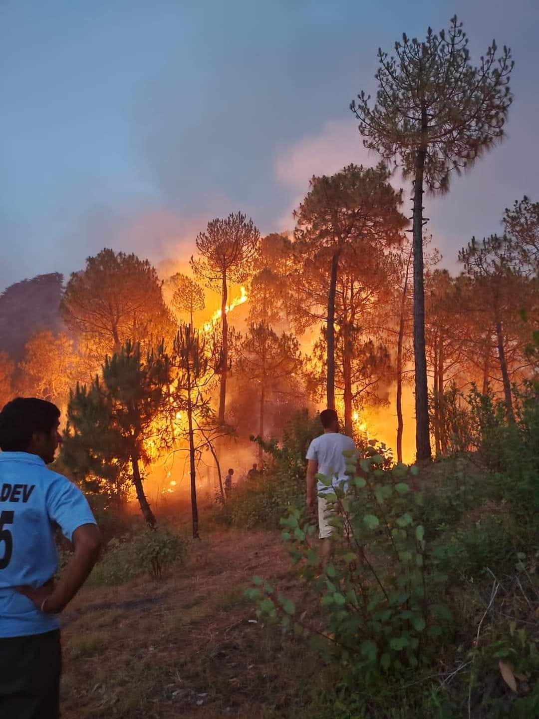 fire in forest