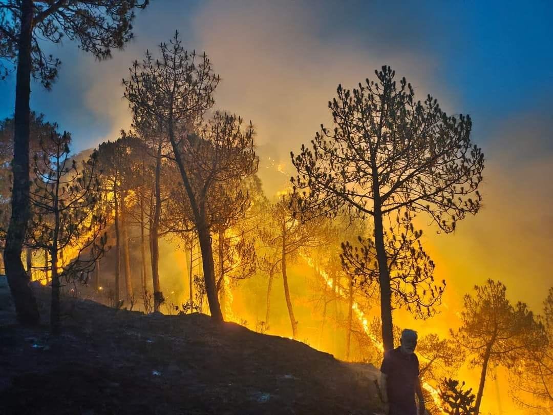 fire in forest
