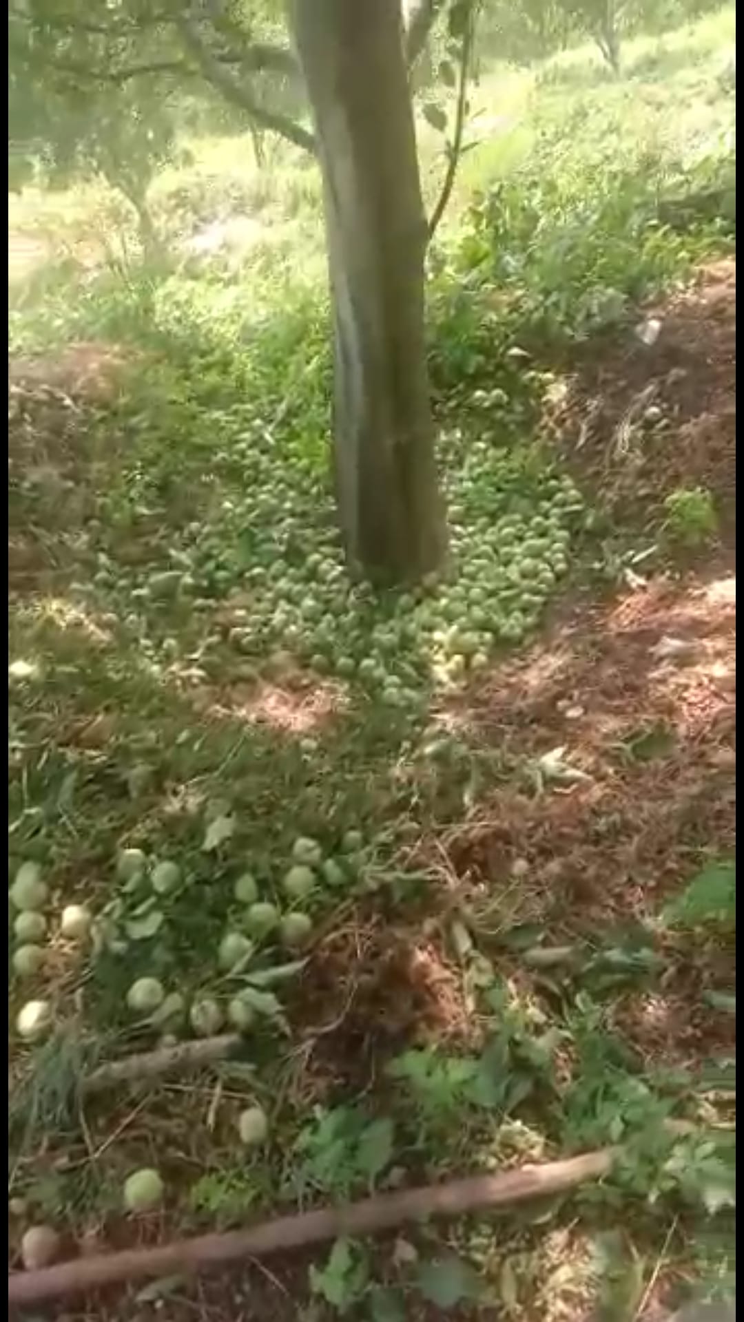 stone fruit crop distroy due to heavy wind