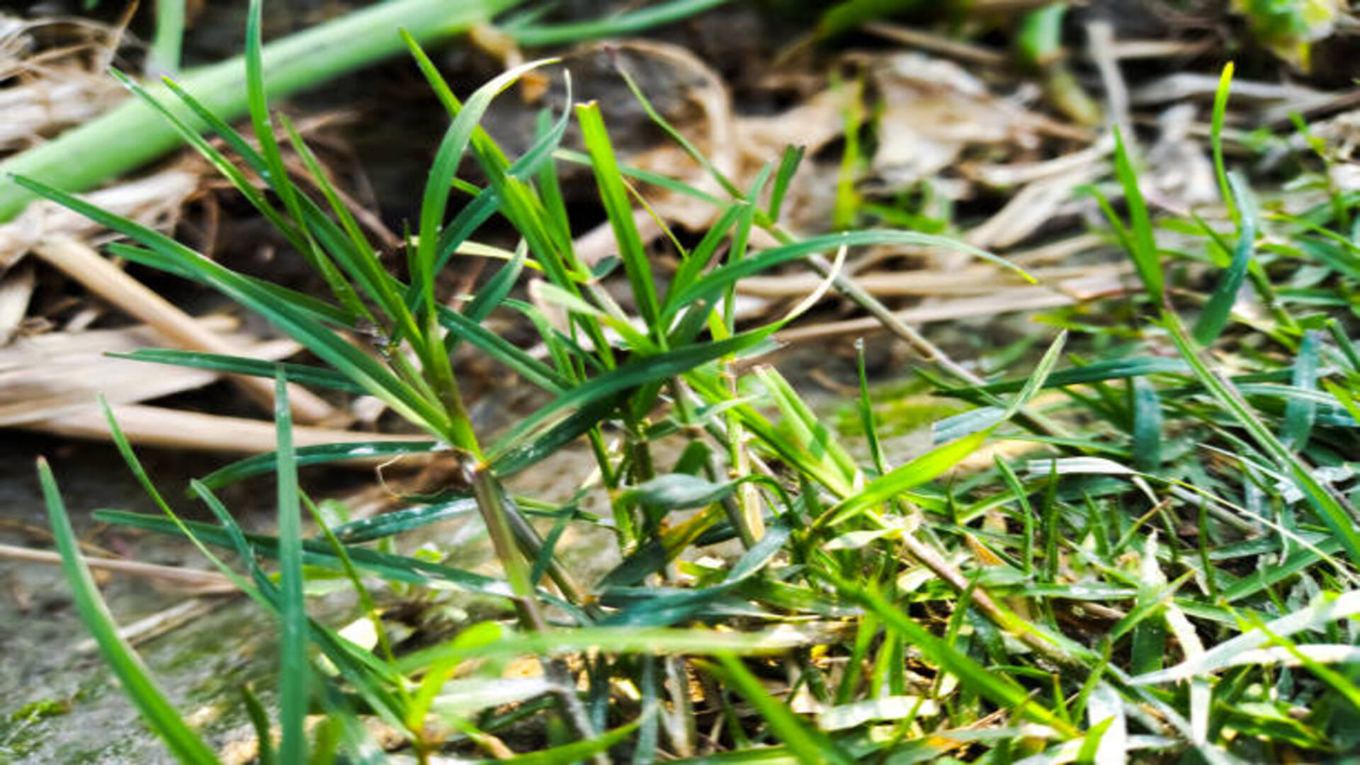 Durva Grass Ke Upay do these measures of doob grass to get grace of lord Ganesha