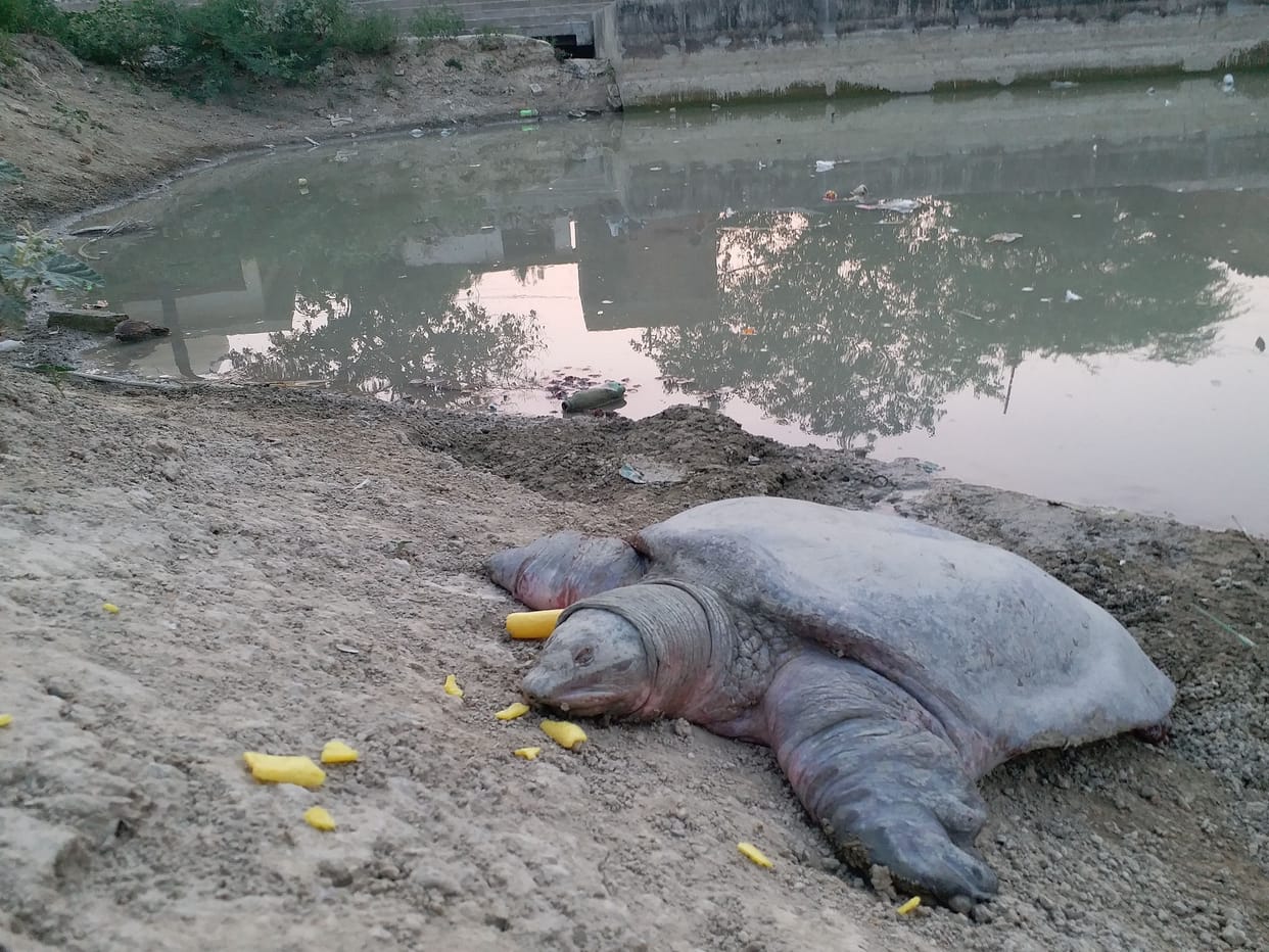 Turtle death case in Kanpur, MLA Surendra Maithani complained to Minister and Additional Chief Secretary
