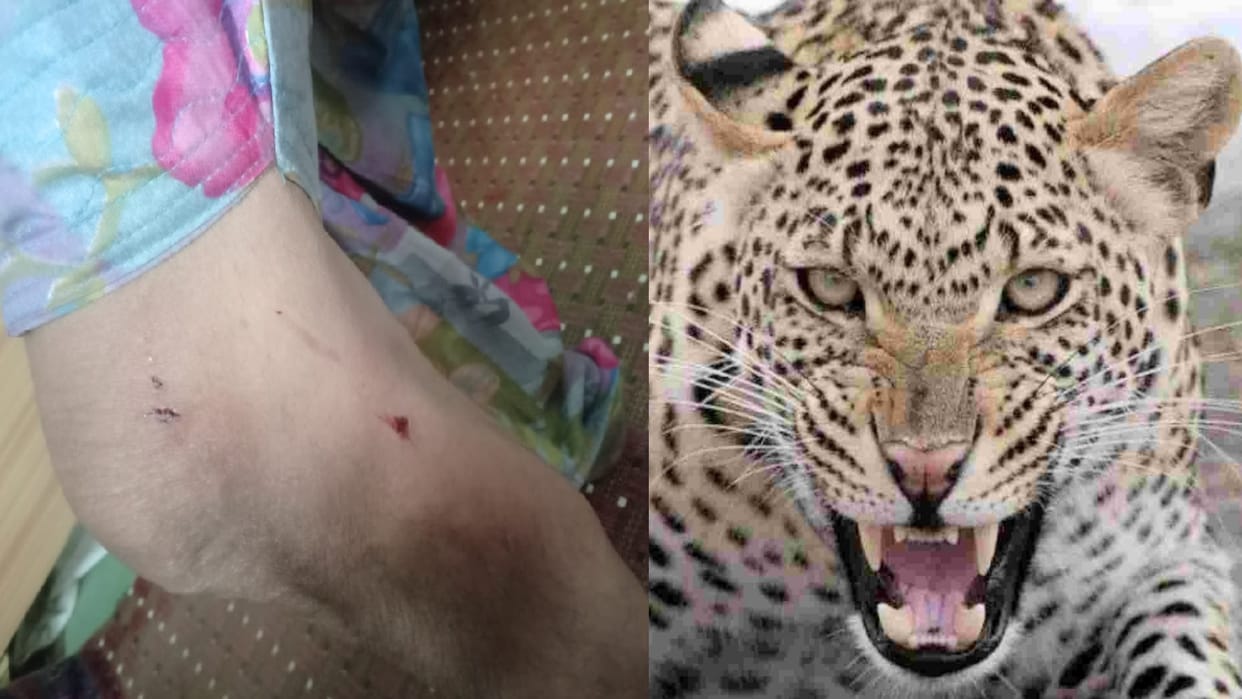 Leopard sleeping between grass in cowshed attacked woman, panic in the area