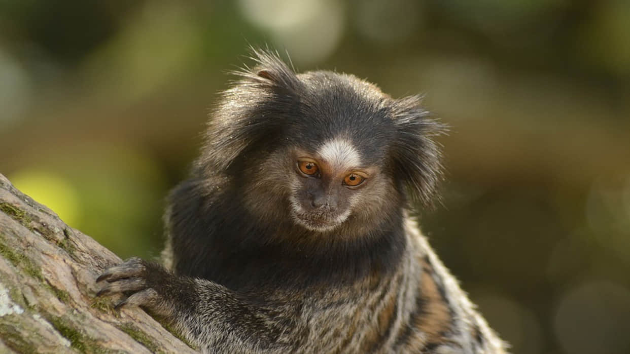 Monkey Baby Marmosets learn first distinctive cries in the womb  Says Research News in Hindi
