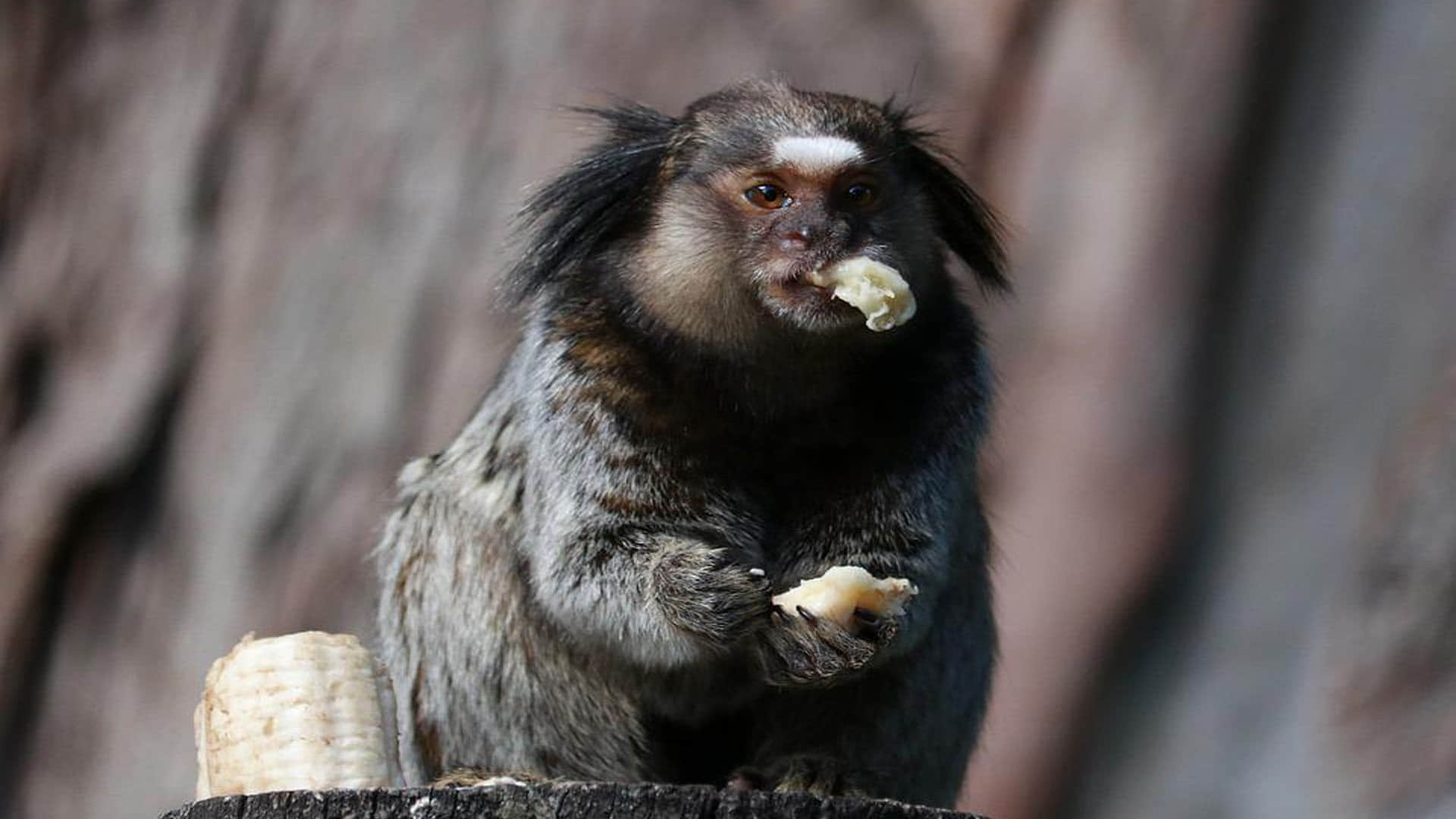 Monkey Baby Marmosets learn first distinctive cries in the womb  Says Research News in Hindi