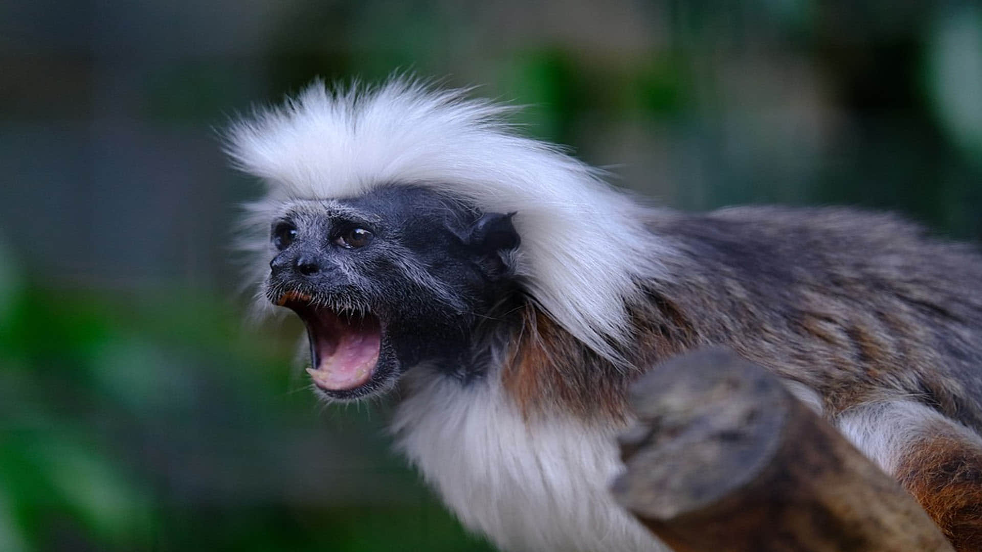 Monkey Baby Marmosets learn first distinctive cries in the womb  Says Research News in Hindi