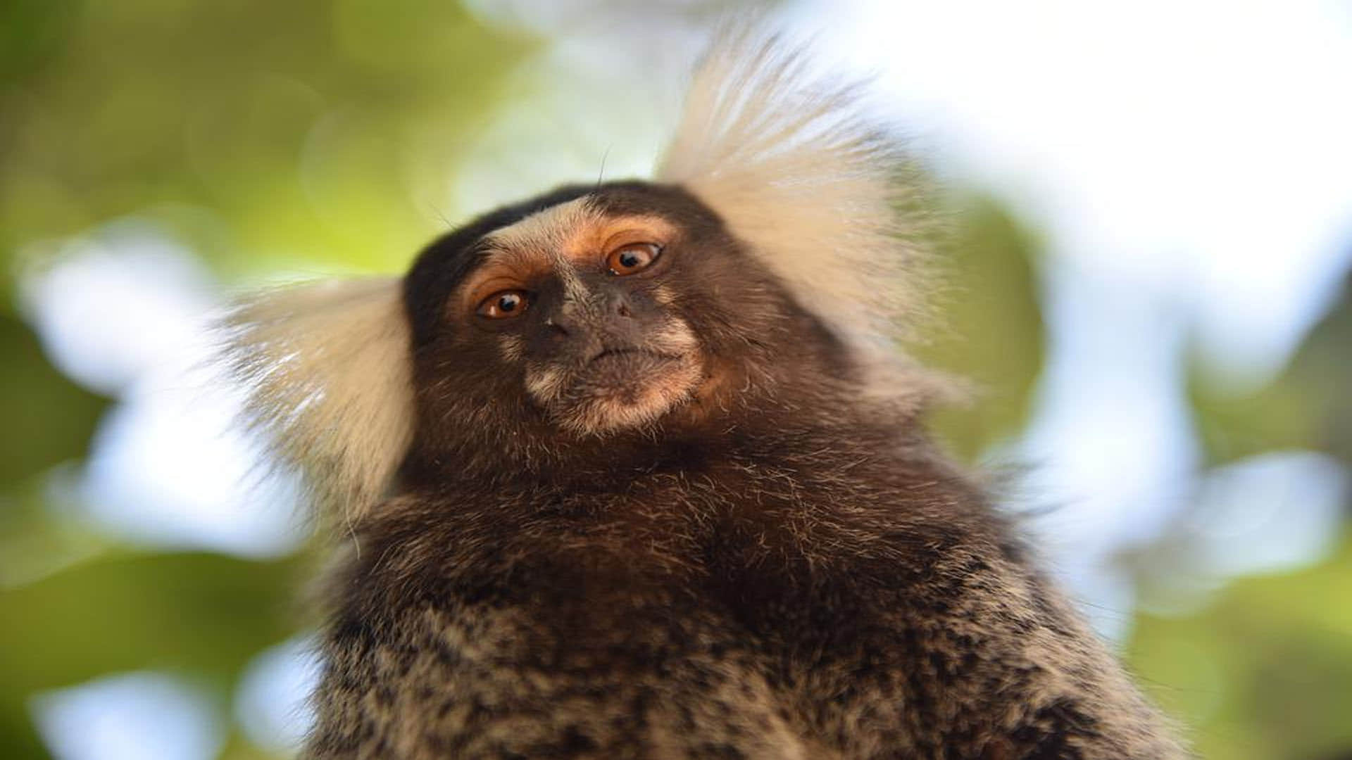 Monkey Baby Marmosets learn first distinctive cries in the womb  Says Research News in Hindi