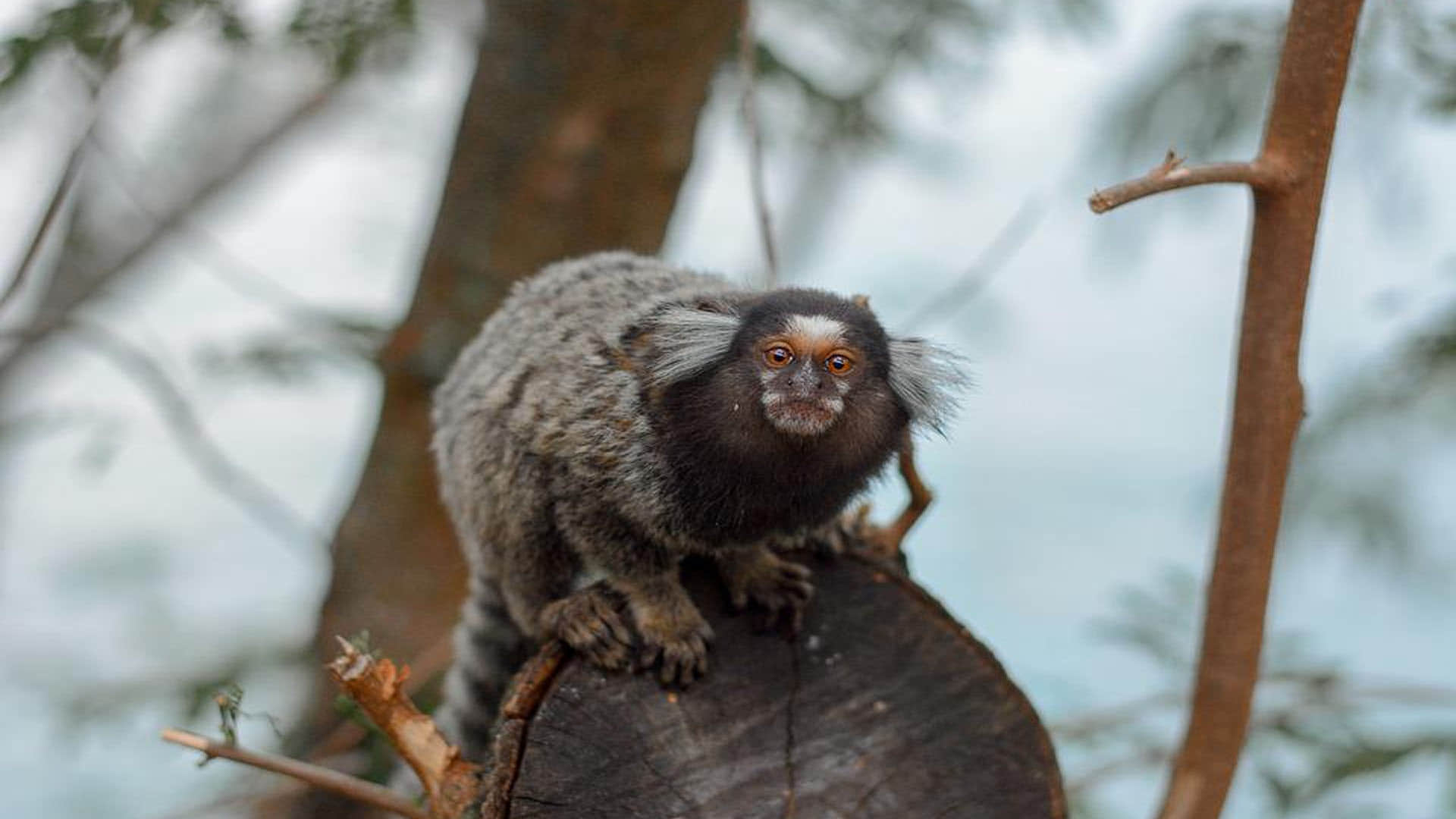 Monkey Baby Marmosets learn first distinctive cries in the womb  Says Research News in Hindi