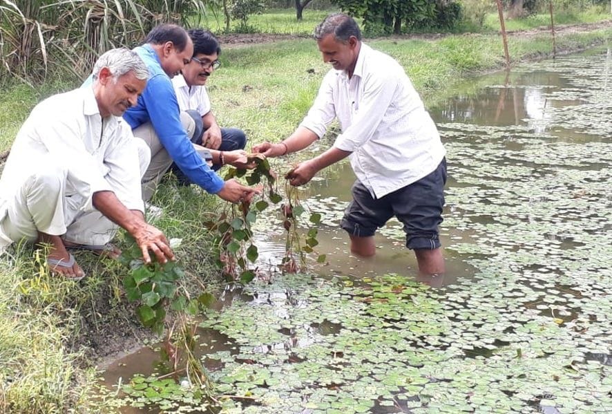 Technology of growing water chestnut in the fields, increasing trend