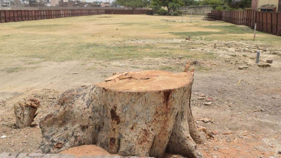 28 trees will be transplanted in Shahjahan Garden from Taj Mahal metro station