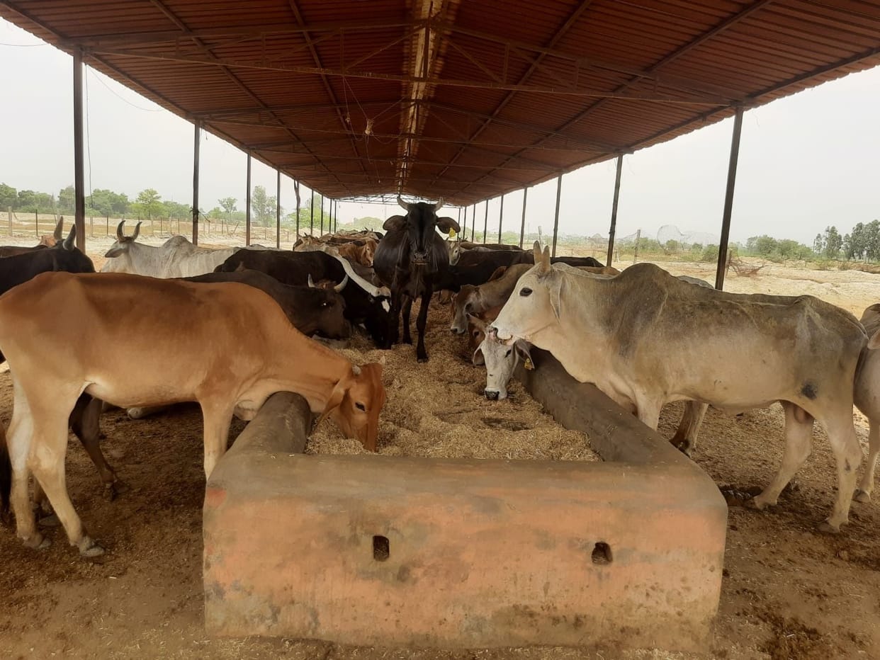 34 crores spent on cow protection, the situation did not improve