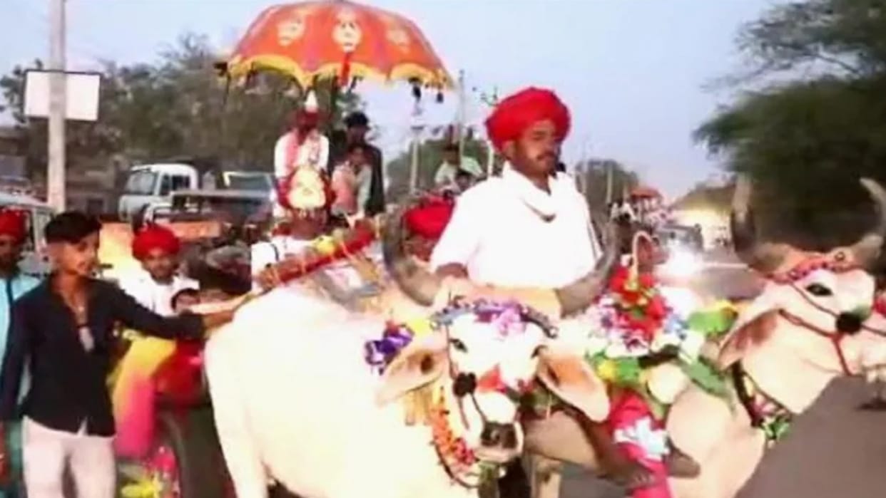 groom went out to get married with barat on bullock cart in Jalore