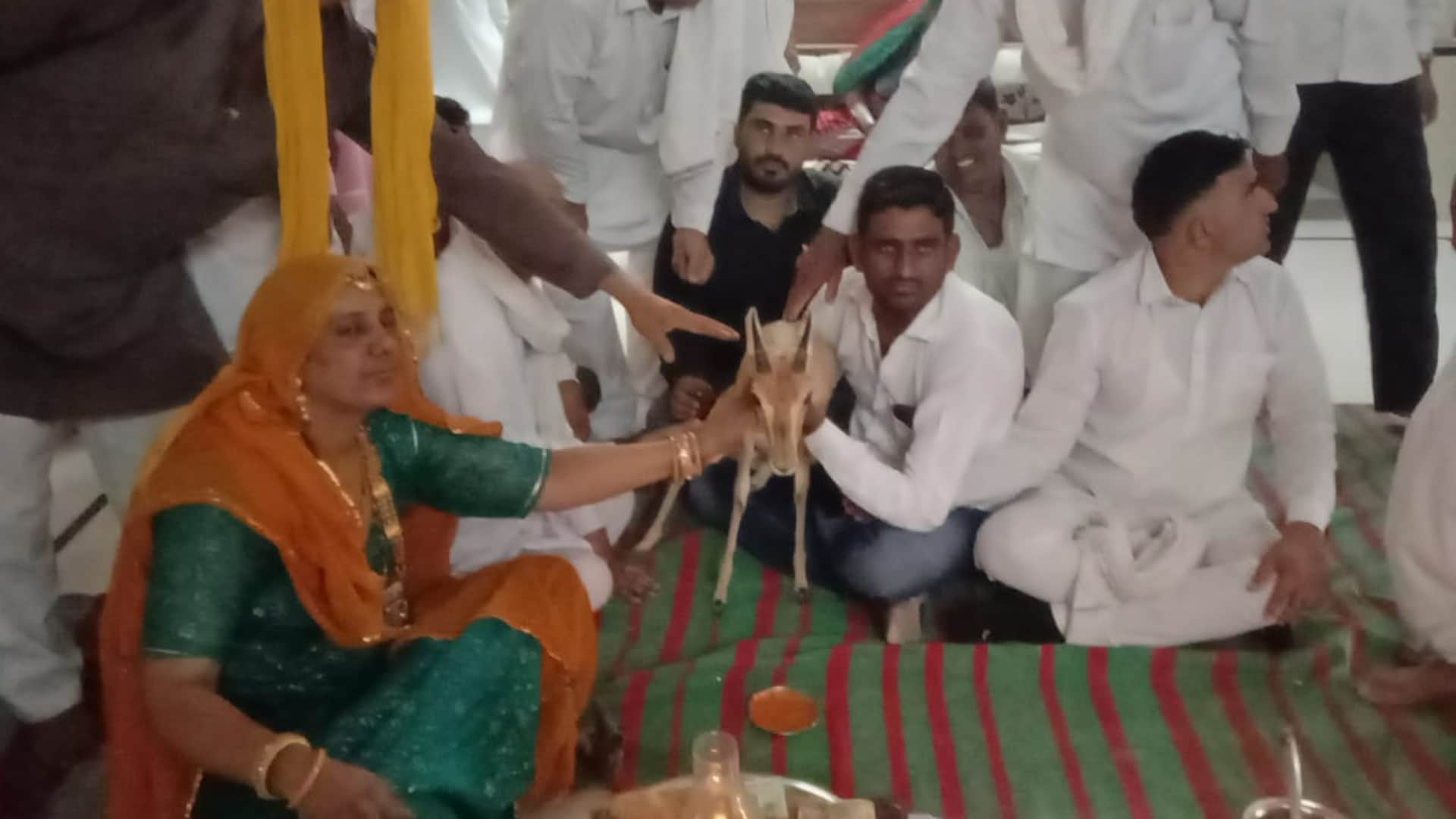 Jaisalmer Bishnoi Famiy raise deer as own child and gave her farewell like daughter
