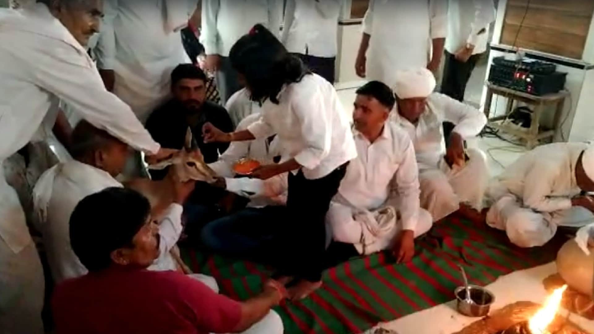 Jaisalmer Bishnoi Famiy raise deer as own child and gave her farewell like daughter