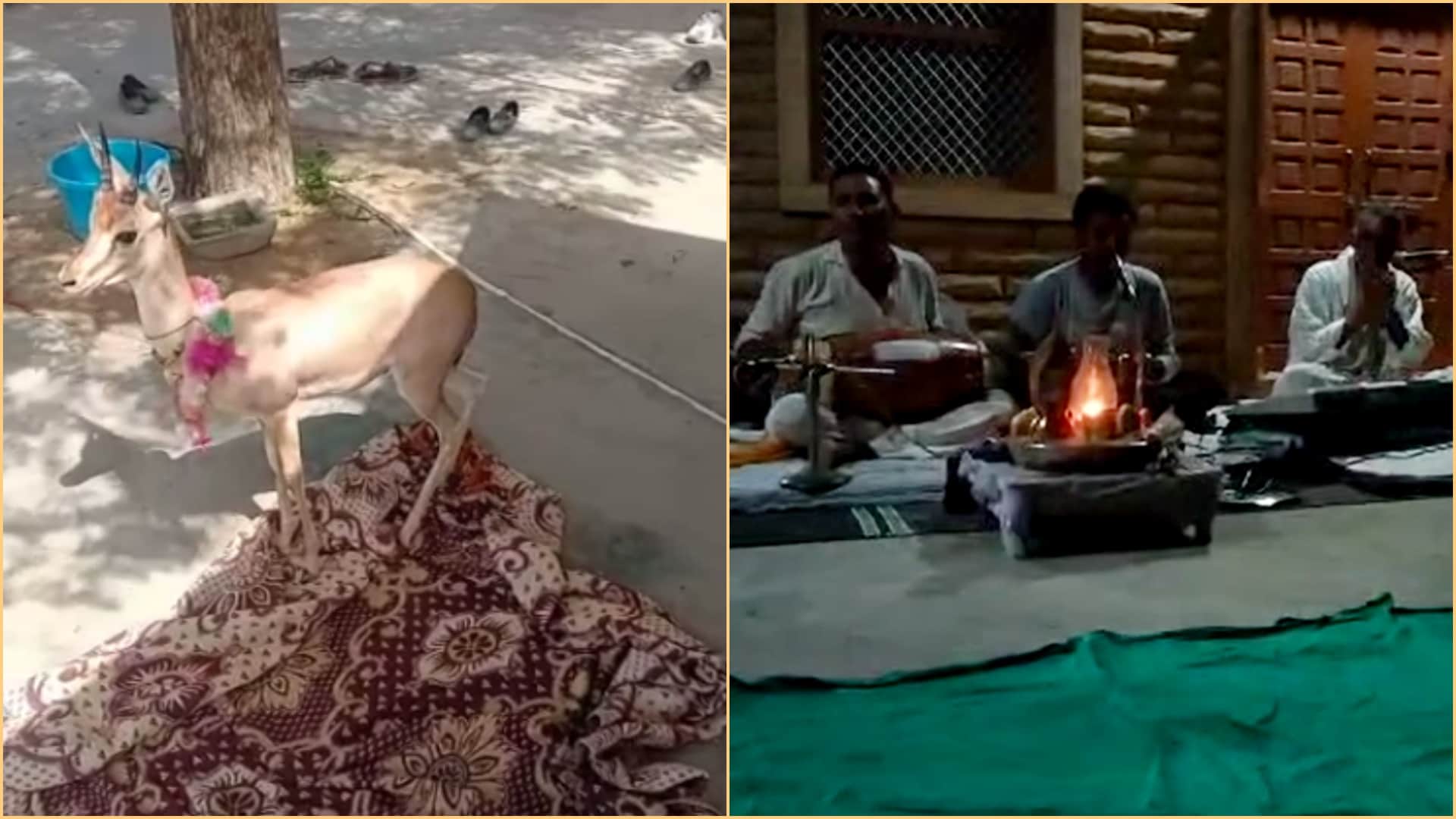 Jaisalmer Bishnoi Famiy raise deer as own child and gave her farewell like daughter