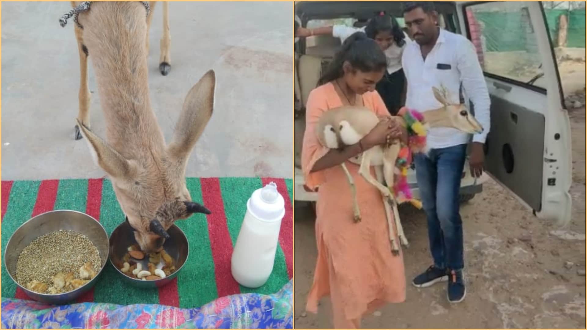 Jaisalmer Bishnoi Famiy raise deer as own child and gave her farewell like daughter