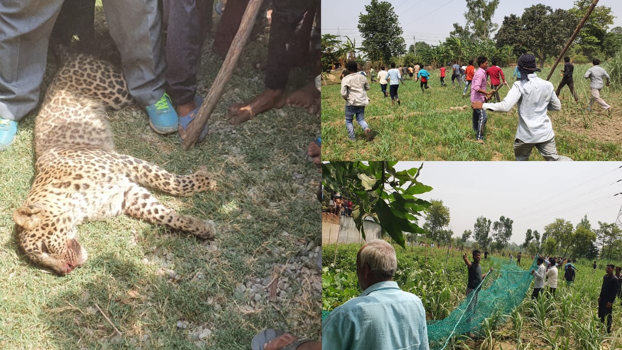 amroha leopard attack on two youth angry villagers beat leopard badly