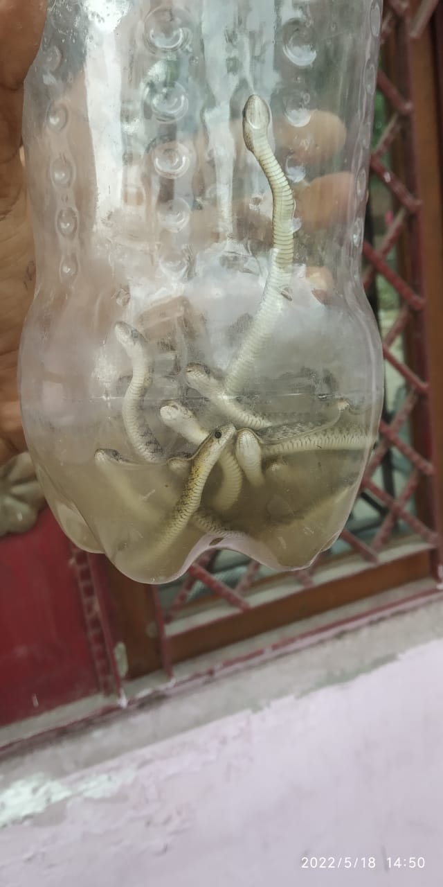 60 snakes and 75 eggs came out of the house